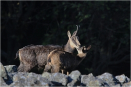 <p>KAMZÍK HORSKÝ (Rupicapra rupicapra) Lužické hory, Studenec ---- /Chamois - Gämse/</p>